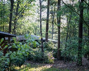 Wooded surroundings of Holiday home in Voorthuizen, Veluwe, offers peace and nature.