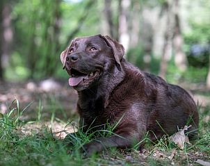Dog enjoys nature at Holiday home in Voorthuizen, Veluwe, Gelderland.