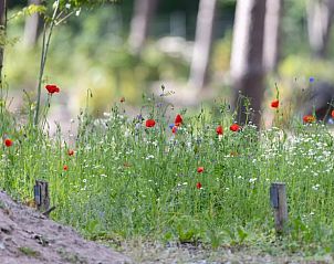 Flower meadow near Holiday home in Voorthuizen, Veluwe, Gelderland.