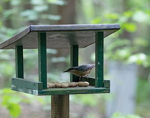 Bird feeder in the garden of Holiday Home in Voorthuizen, Veluwe, Gelderland.