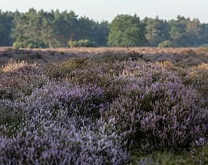 Flowering heather near Holiday home in Voorthuizen, Veluwe, Gelderland.