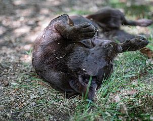 Dog plays in nature at Holiday Home in Voorthuizen, Veluwe, Gelderland.