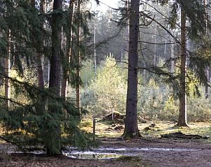Wooded surroundings of Holiday home in Voorthuizen, Veluwe, ideal for walks.