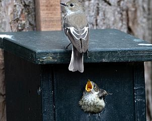 Bird's nest in nature around Holiday home in Voorthuizen, Veluwe, Gelderland.