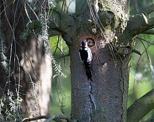 Unterkunft 322228 - Ferienhaus Veluwe - Vakantiehuis in Voorthuizen