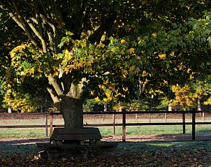 Unterkunft 322302 - Ferienhaus Veluwe - Vakantiehuisje in Vaassen