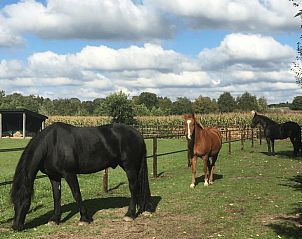 Unterkunft 322302 - Ferienhaus Veluwe - Vakantiehuisje in Vaassen