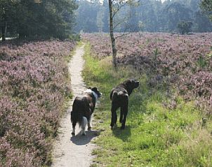 Unterkunft 322302 - Ferienhaus Veluwe - Vakantiehuisje in Vaassen