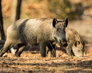 Unterkunft 322302 - Ferienhaus Veluwe - Vakantiehuisje in Vaassen