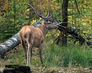 Unterkunft 322302 - Ferienhaus Veluwe - Vakantiehuisje in Vaassen
