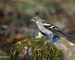 Unterkunft 322302 - Ferienhaus Veluwe - Vakantiehuisje in Vaassen