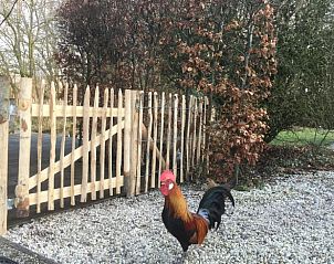 Unterkunft 322302 - Ferienhaus Veluwe - Vakantiehuisje in Vaassen