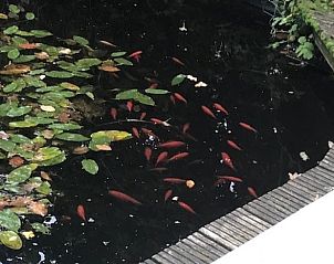 Unterkunft 322302 - Ferienhaus Veluwe - Vakantiehuisje in Vaassen