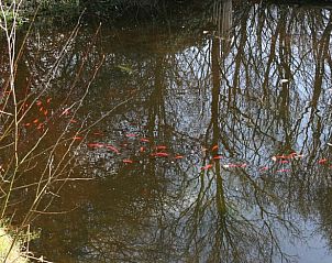Unterkunft 322302 - Ferienhaus Veluwe - Vakantiehuisje in Vaassen