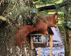 Unterkunft 322303 - Ferienhaus Veluwe - Vakantiehuisje in Vaassen