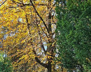 Unterkunft 322303 - Ferienhaus Veluwe - Vakantiehuisje in Vaassen