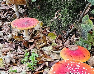 Unterkunft 322303 - Ferienhaus Veluwe - Vakantiehuisje in Vaassen