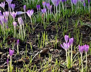 Unterkunft 322303 - Ferienhaus Veluwe - Vakantiehuisje in Vaassen