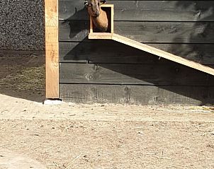 Unterkunft 322312 - Ferienhaus Veluwe - Vakantiehuisje in Vaassen