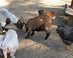 Unterkunft 322312 - Ferienhaus Veluwe - Vakantiehuisje in Vaassen