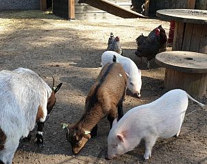 Unterkunft 322312 - Ferienhaus Veluwe - Vakantiehuisje in Vaassen