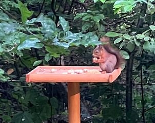 Eekhoorn op voederplek in tuin van vakantiehuis in Hulshorst, Veluwe, Gelderland.