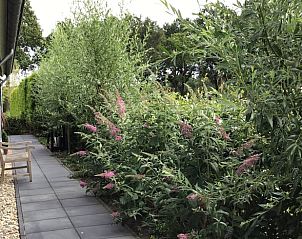 Schaduwrijk pad langs Vakantiehuis in Hulshorst met bloemen, Veluwe.