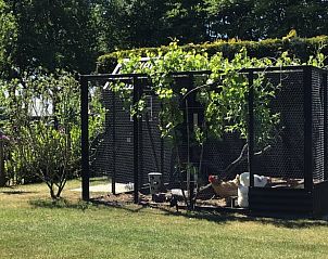 Kippenren in de tuin van Vakantiehuis in Hulshorst, Veluwe, Gelderland.