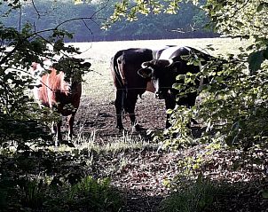 Koeien in de omgeving van Vakantiehuis in Hulshorst, Veluwe.