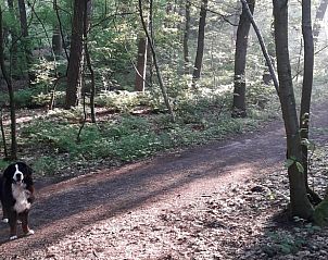 Boswandeling bij Vakantiehuis in Hulshorst met hond, Veluwe.