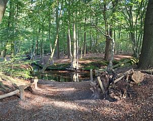 Rustige bosomgeving bij Vakantiehuis in Hulshorst, Veluwe, Gelderland.