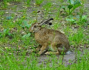 Wilde haas in de tuin van Vakantiehuisje in Hulshorst, Veluwe, Gelderland.