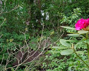 Bloeiende rododendron bij Vakantiehuisje in Hulshorst, Veluwe, Gelderland.