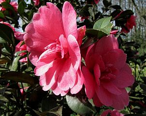 Roze bloemen in de tuin van Vakantiehuisje in Hulshorst, Veluwe, Gelderland.