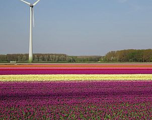 Kleurrijke tulpenvelden nabij Vakantiehuisje in Hulshorst, Veluwe, Gelderland.