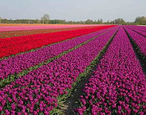 Uitgestrekte tulpenvelden in de buurt van Vakantiehuisje in Hulshorst, Veluwe, Gelderland.