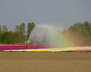 Regenboog boven tulpenvelden bij Vakantiehuisje in Hulshorst, Veluwe, Gelderland.