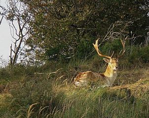 Rustend hert in de buurt van Vakantiehuisje in Hulshorst, Veluwe, Gelderland.