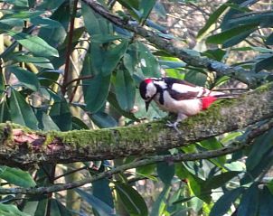 Bonte specht in de bomen bij Vakantiehuisje in Hulshorst, Veluwe, Gelderland.