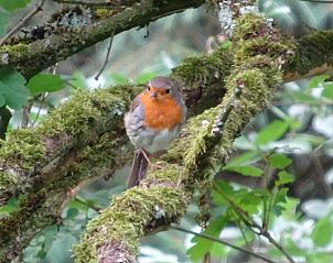Roodborstje op een tak bij Vakantiehuisje in Hulshorst, Veluwe, Gelderland.