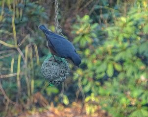 Vogel op voedernet in de tuin van Vakantiehuisje in Hulshorst, Veluwe, Gelderland.