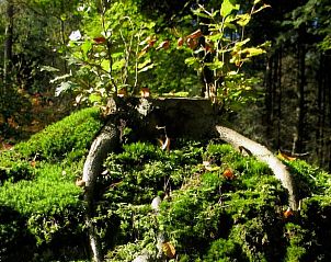 Mosrijke boomstronk in de omgeving van Vakantiehuisje in Hulshorst, Veluwe, Gelderland.