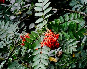 Rode bessen aan takken bij Vakantiehuisje in Hulshorst, Veluwe, Gelderland.