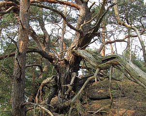 Oude boom in de bossen rond Vakantiehuisje in Hulshorst, Veluwe, Gelderland.