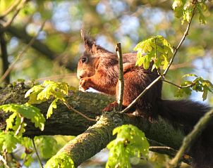 Unterkunft 322416 - Ferienhaus Veluwe - Vakantiehuisje in Hulshorst