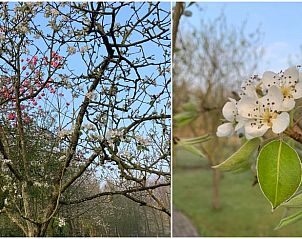 Verblijf 322462 - Vakantiewoning Veluwe - Huisje in Hulshorst