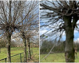 Verblijf 322462 - Vakantiewoning Veluwe - Huisje in Hulshorst