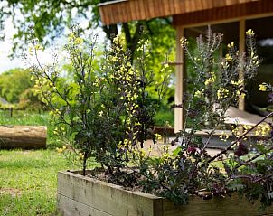 Blhende Pflanzen im Garten des Ferienhauses in Otterlo, Veluwe, Gelderland.