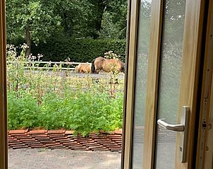 Blick auf Pferde vom Ferienhaus in Otterlo, Veluwe, Gelderland.