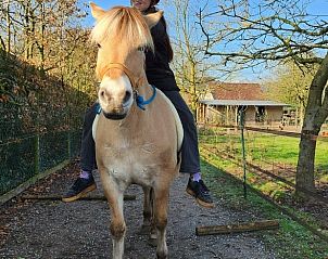 Verse munt thee op terras van Huisje in Otterlo, vakantieaccommodatie op de Veluwe, Gelderland met ontspannen sfeer.